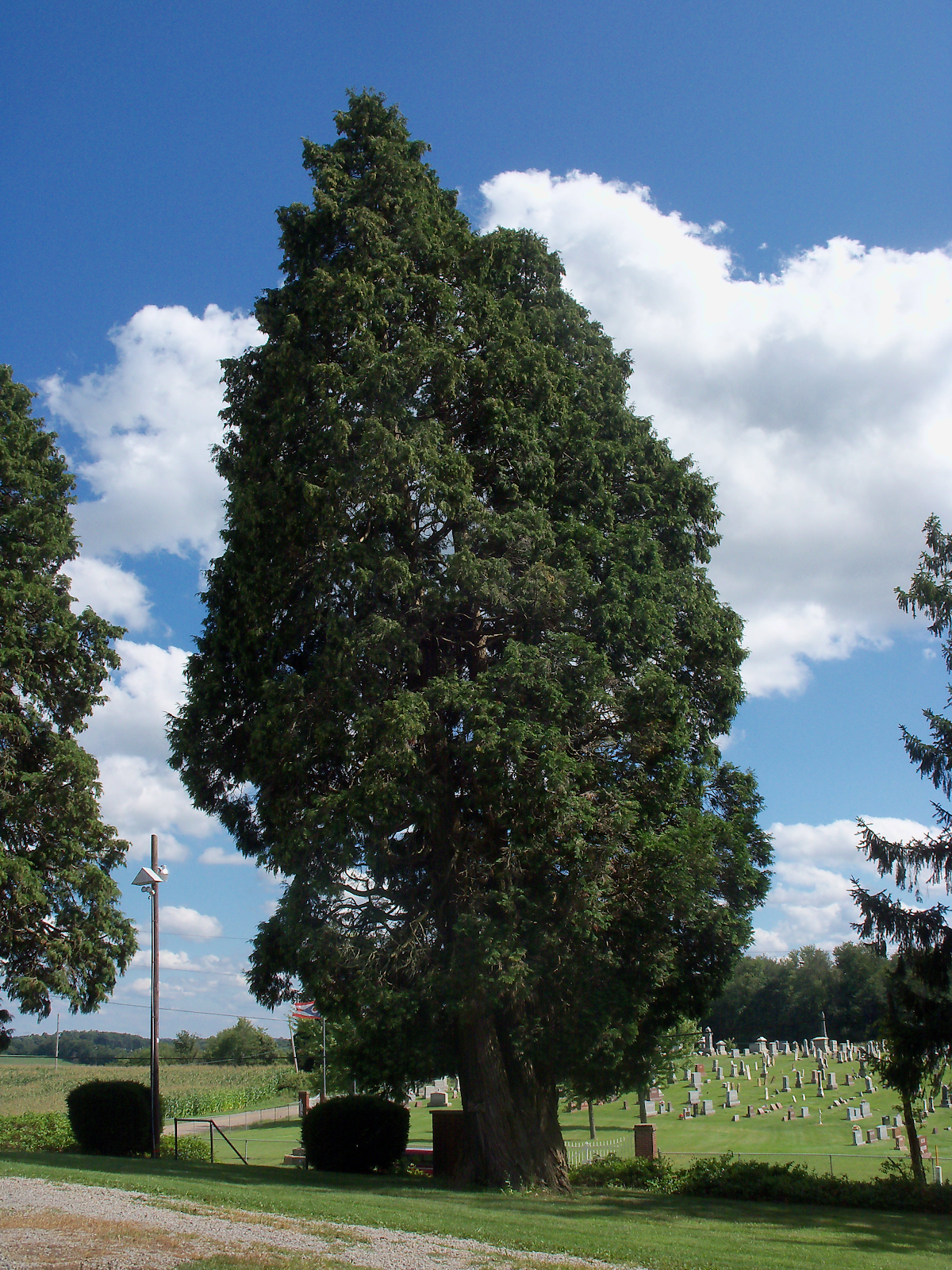 White Cedar Image